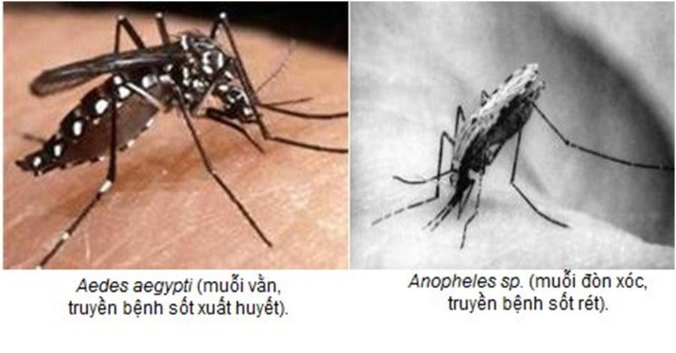 TP.HCM: nguy cơ lây lan bệnh sốt rét là rất thấp.