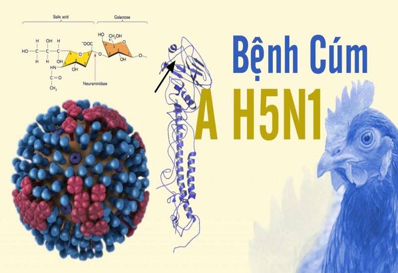 Nhận định của WHO về tình hình dịch cúm H5N1