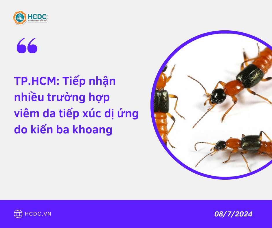 TP.HCM: Tiếp nhận nhiều trường hợp viêm da tiếp xúc dị ứng do kiến ba khoang
