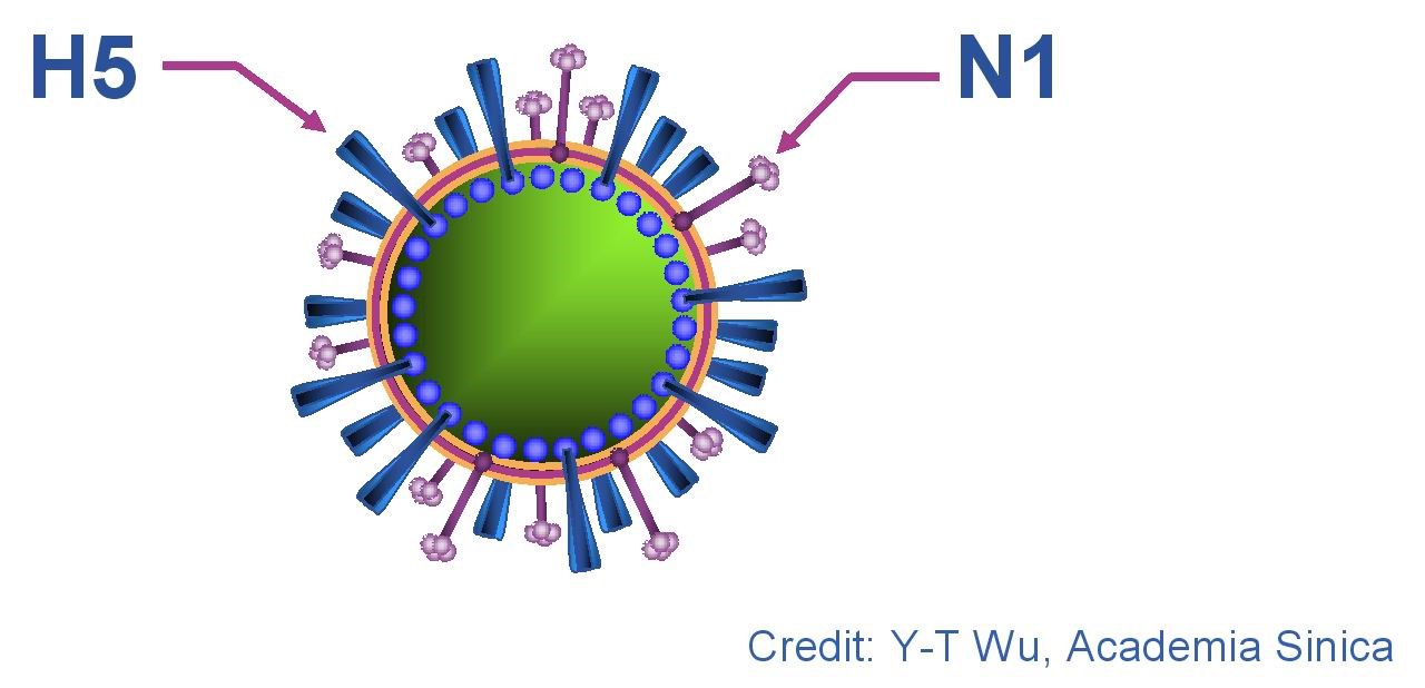 Một số thông tin cần biết về H5N1
